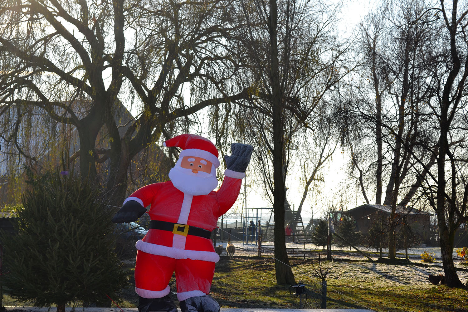 Nordmann Excellent kerstbomen Nieuw-Vennep