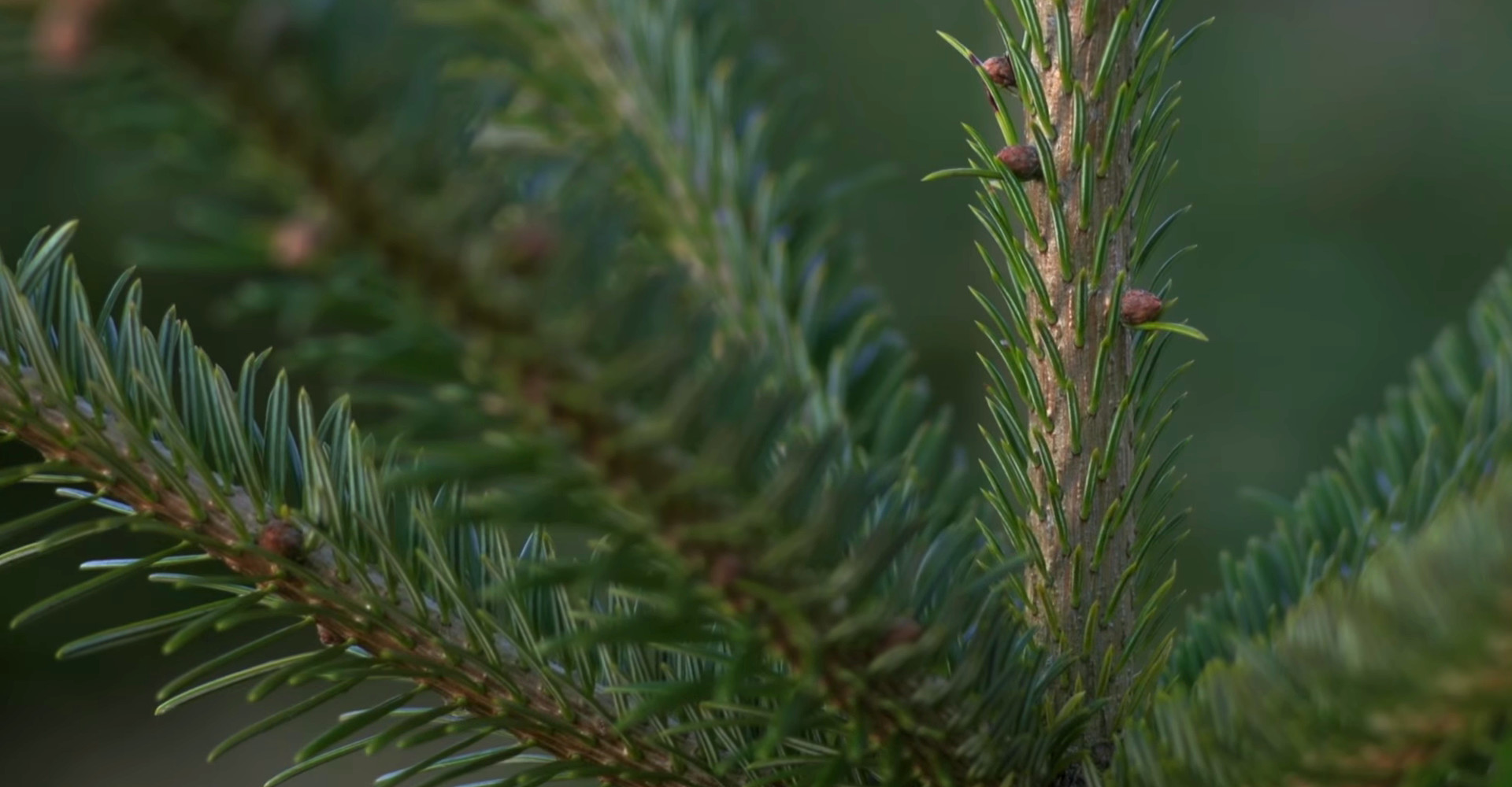 De mooiste Nordmann Excellent kerstbomen in Nieuw-Vennep vanaf €20,-